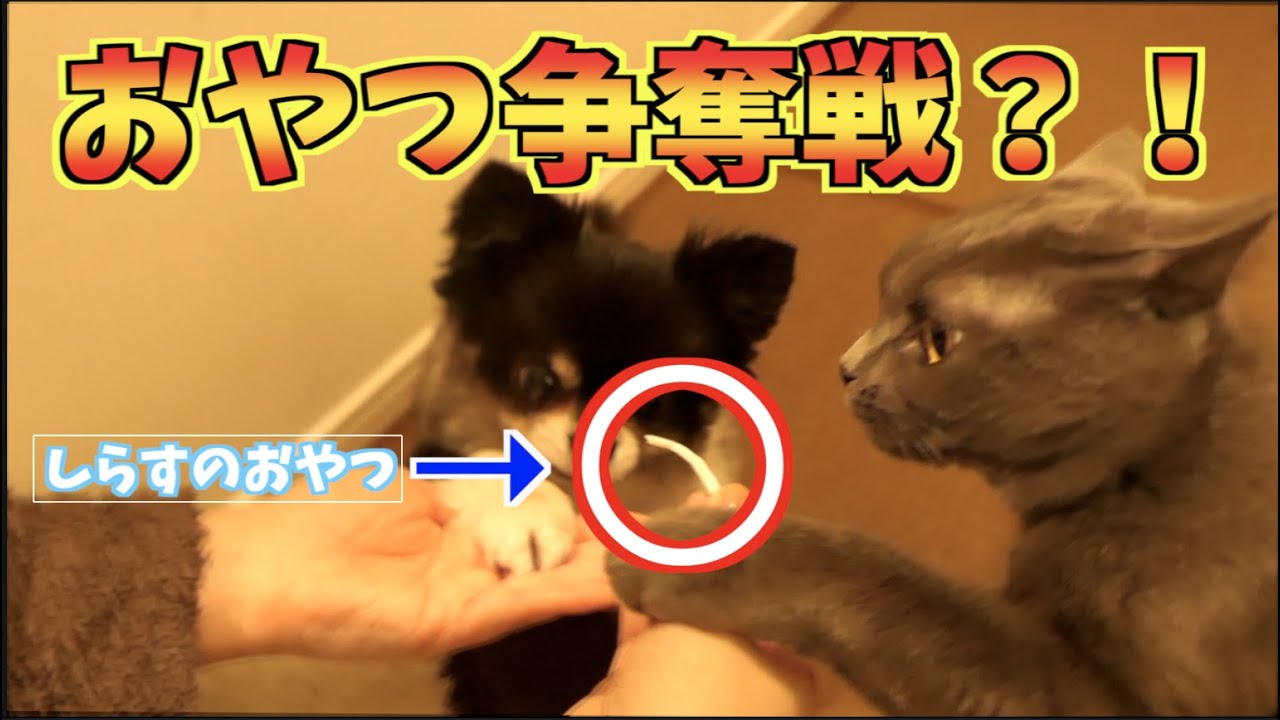 【ぽっちゃりチワワ】【ブリティッシュショートヘア】小太郎と小鉄に一緒おやつをあげたら、奪い合いになった！w