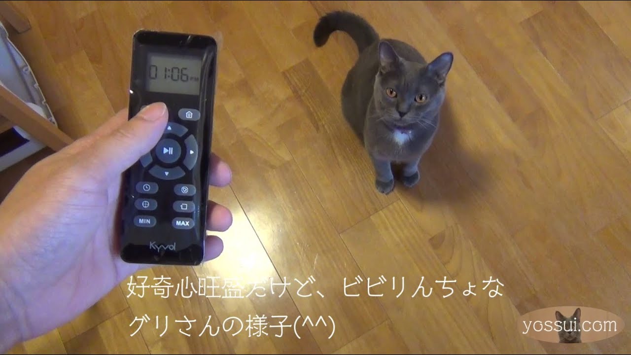 人懐っこくて可愛い猫（シャルトリュー） ロボット掃除機との遭遇