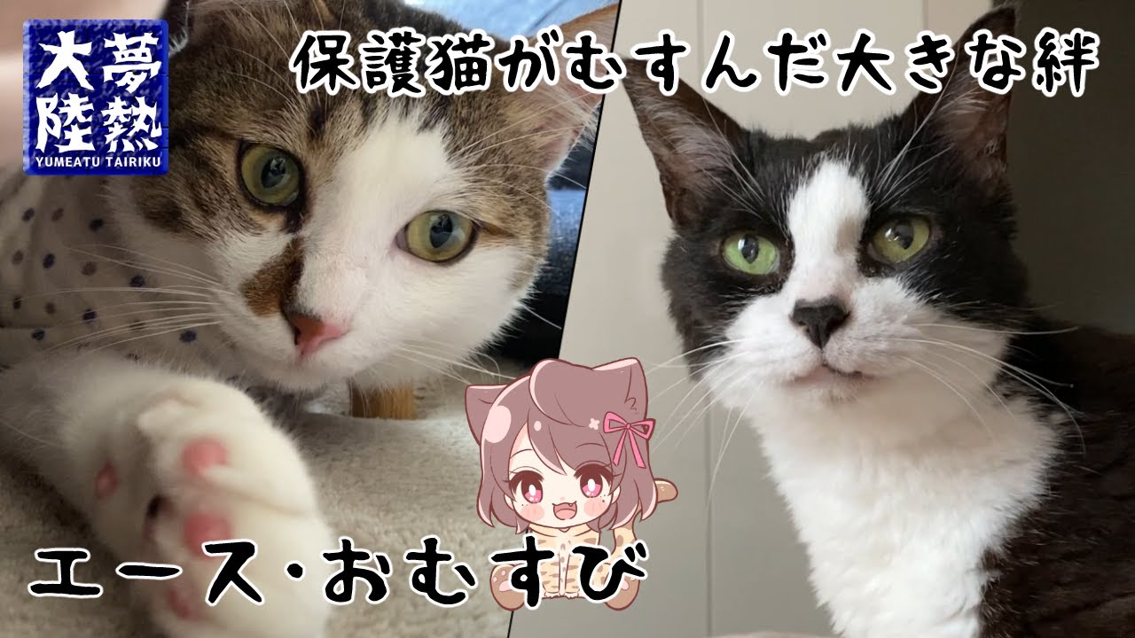 【情熱大陸Vol.027】保護猫 おむすび＆エースに密着【ベンガルロケット】