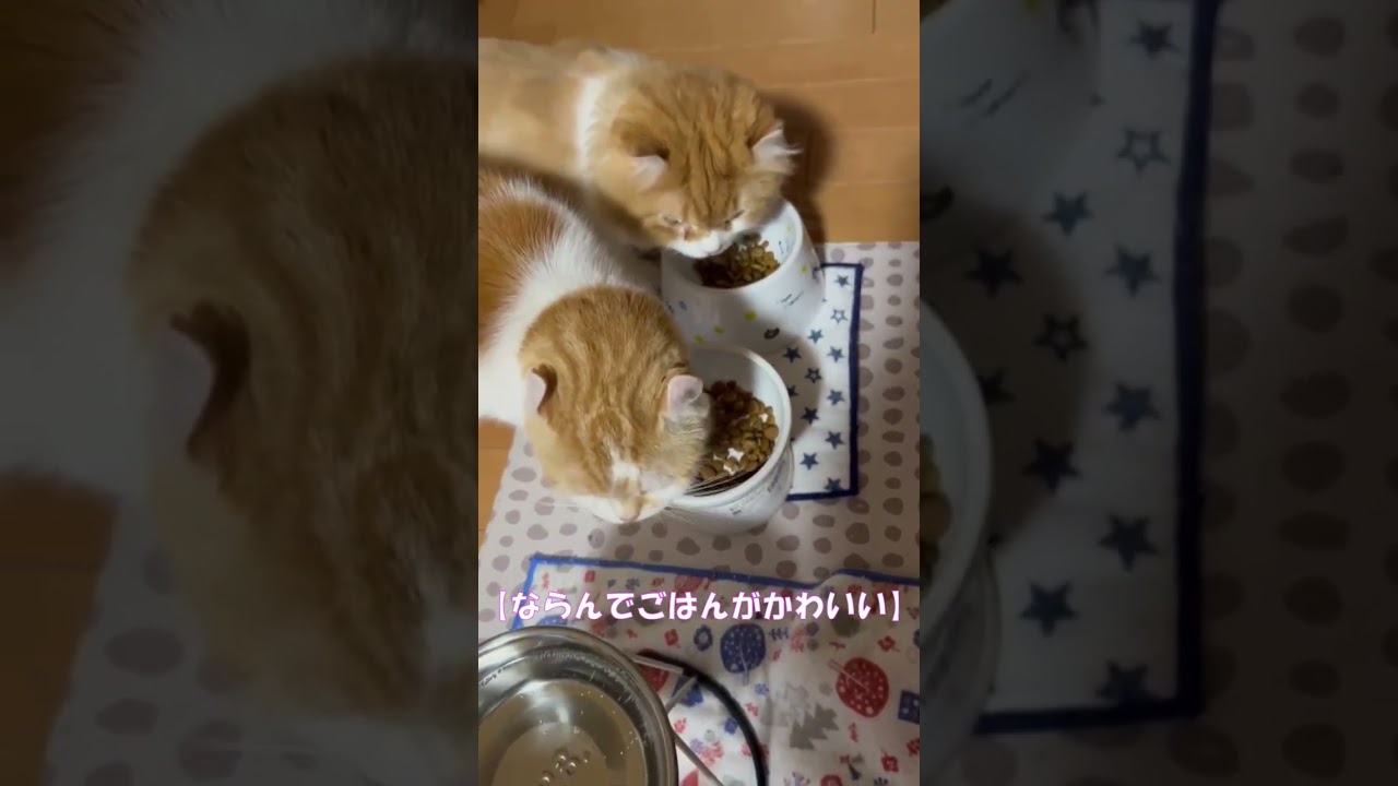 ならんでごはんがかわいい #shorts  #猫 #アメリカンカール #cat