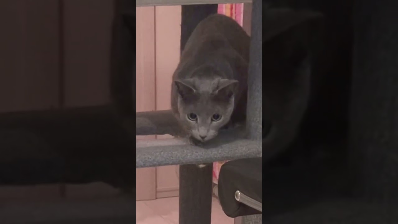 ここ最近で一番真剣な顔 #ロシアンブルー #猫動画おもしろい #しっぽ吸い