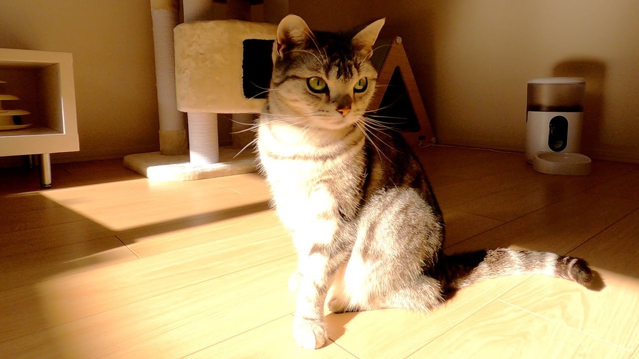 寒い日は移動してもひなたに戻ってくる猫【アメリカンショートヘアー】