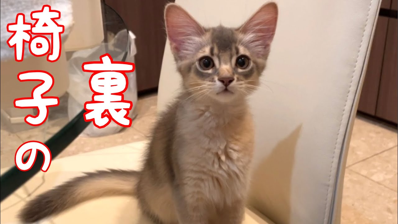 椅子の裏に何かいるのだ❣️【ソマリ】