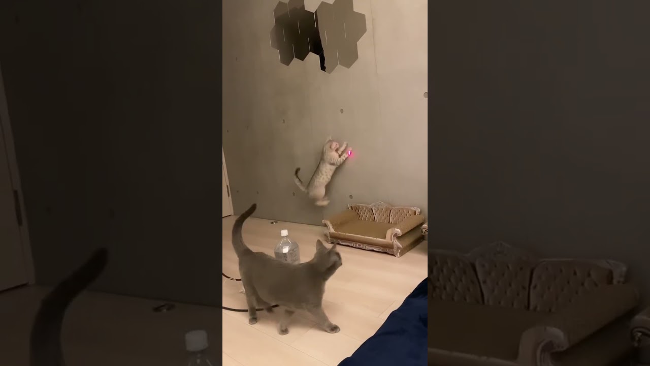 🤣🤣🤣#shorts #shortvideo # #cat #猫 #エジプシャンマウ #多頭飼い #catjumping