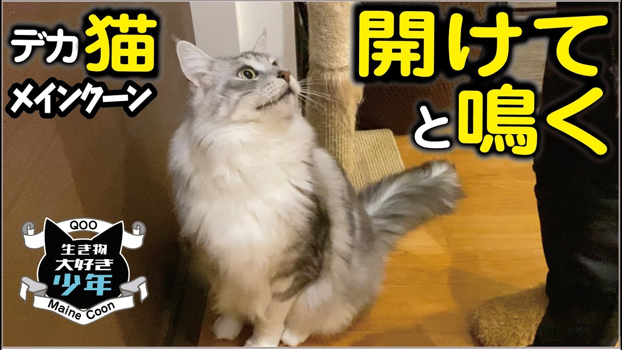 【メインクーン】開けて欲しくて鳴く大型猫