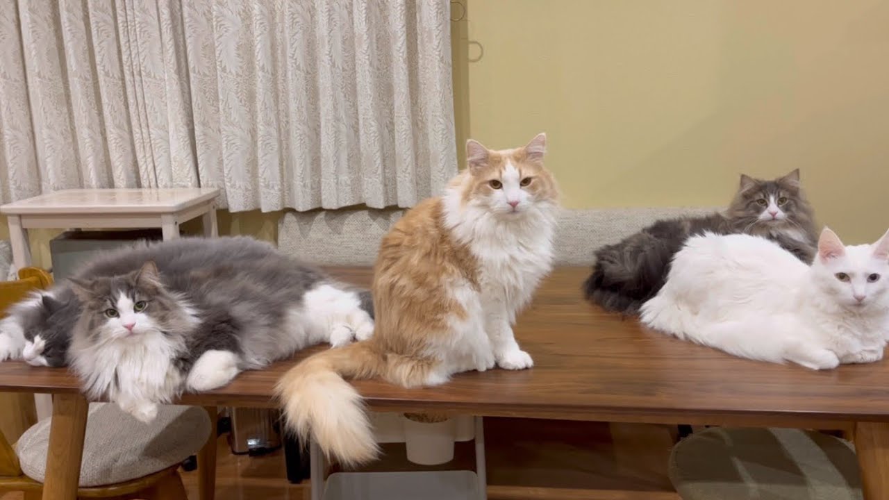 【大集合✨】もふ猫たちが珍しく集まったwwwターキッシュアンゴラとノルウェージャンフォレストキャット