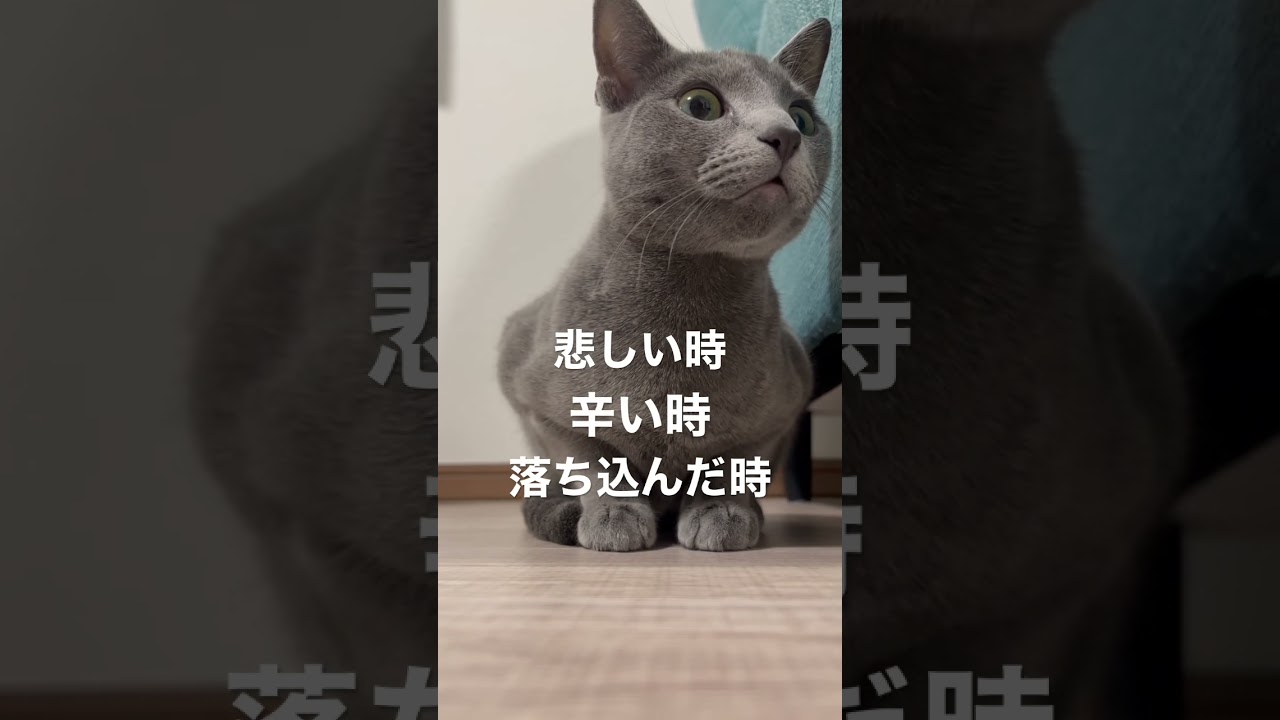 いつもこの子に元気をもらってます #ロシアンブルー #猫 #猫のいる暮らし #猫のいる幸せ