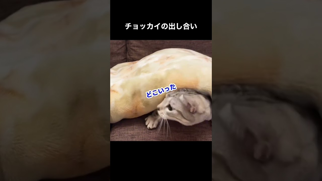 毎日こんな事ばかりしてる。 #アメリカンショートヘア #猫パンチ
