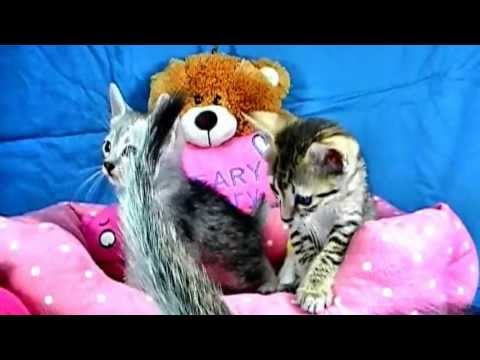 エジプシャンマウちゃんたち