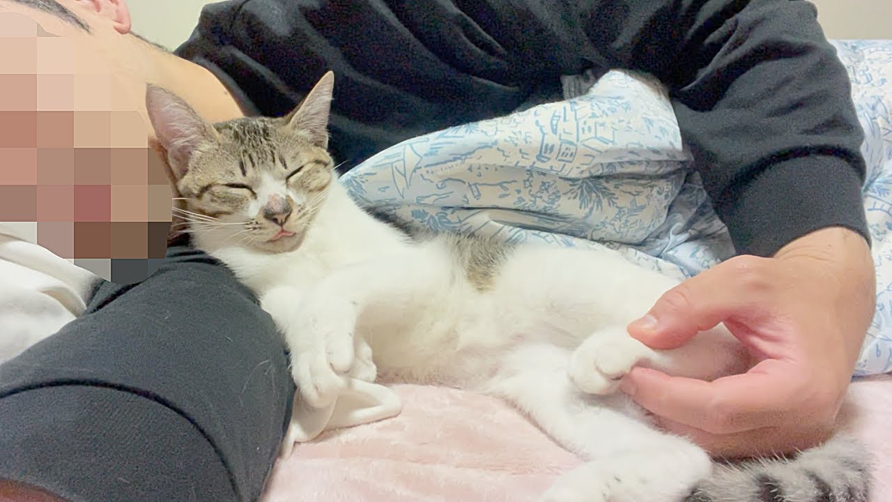 寒い夜はパパと布団でくっついて寝たい子猫…笑