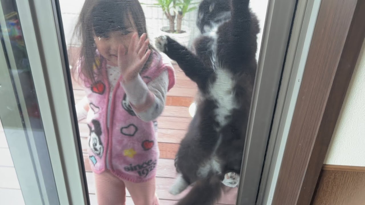 網戸に登る姿を何度も赤ちゃんに見せる猫　ラガマフィン　cat climbing the screen door