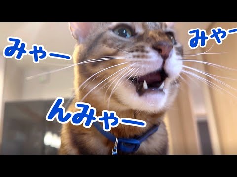 テトがずっと鳴いてるなんで？