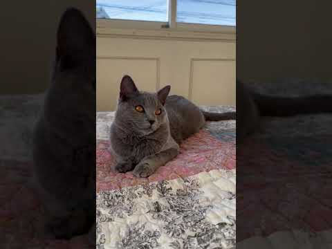 シャルトリュー 父猫はアメリカより迎えました ブルーソリッド（フワフワなダブルコート）