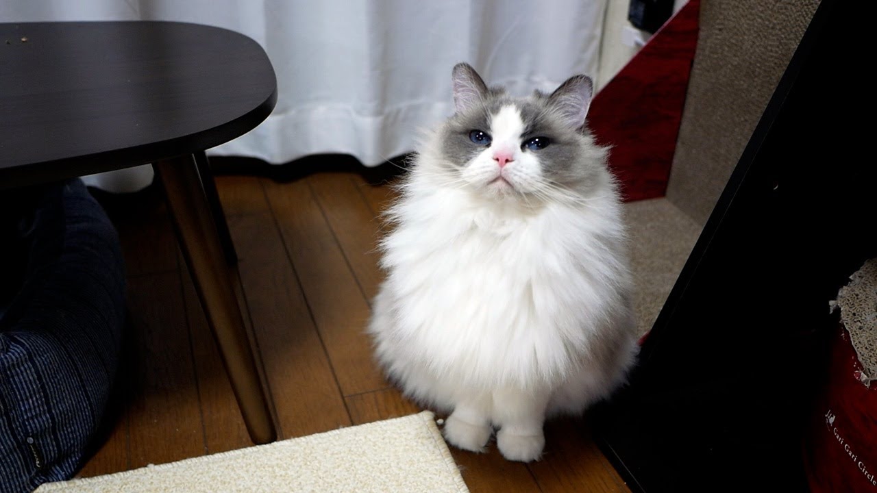 おやつの時間なのに、白いモフモフがじっと見つめてきます…