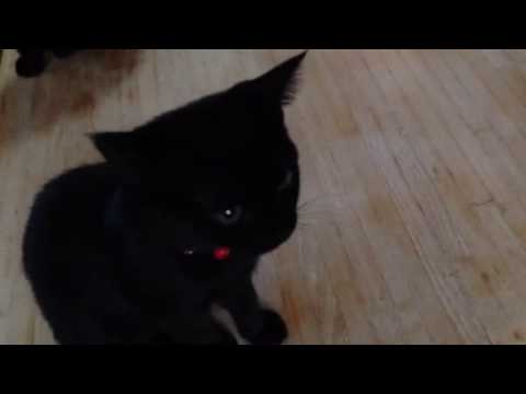 黒猫ボンベイ赤ちゃん。Black bombay cat（黒のボンベイ猫）
