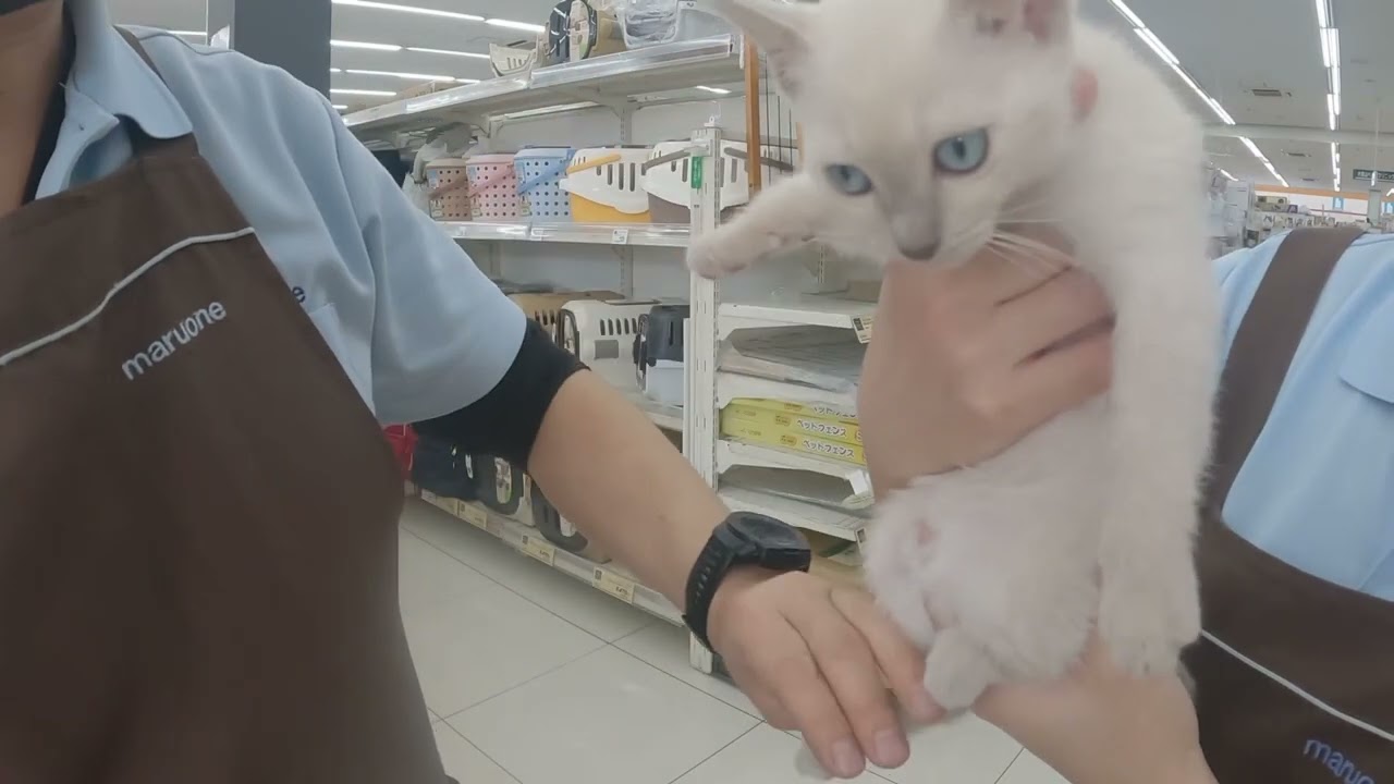 2/9メンテナンスも余裕のトンキニーズちゃん♡