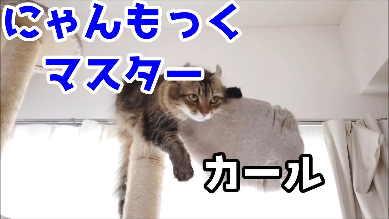にゃんもっくマスター アメリカンカールのカール