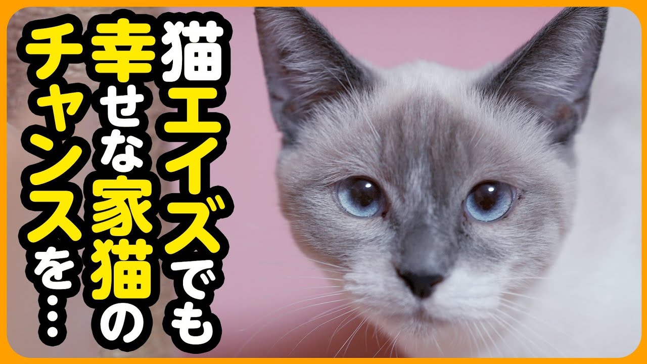 【子猫保護】この子にストレスのない暮らしと...愛情いっぱいの日々を