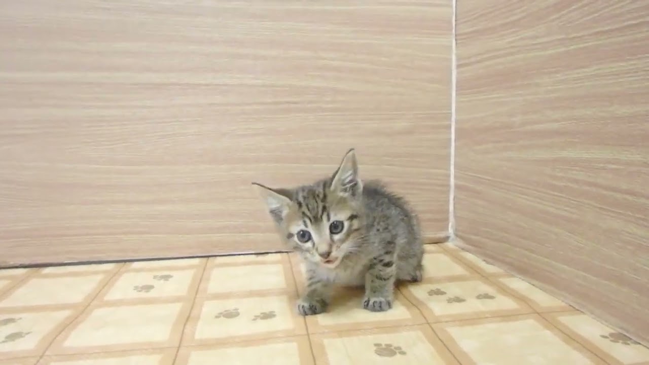 Coo&RIKU　No00620076 オシキャット