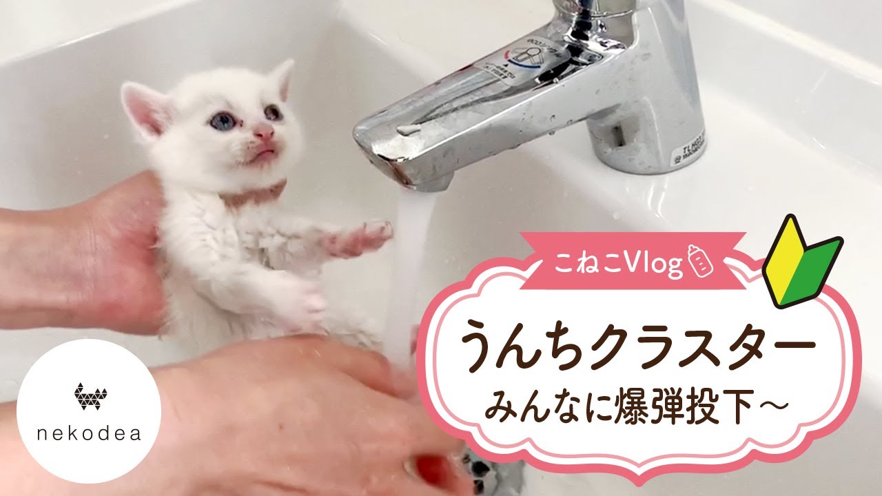ウンチクラスター発生？！ついに投下！ウンチ爆弾～子猫の成長記録～【子猫〈保護猫〉】★～Kitten growth record～