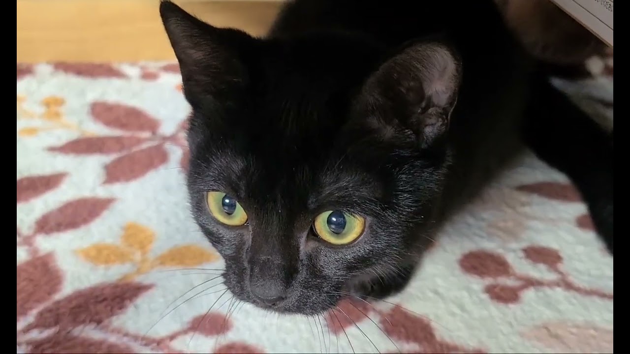 【ボンベイ】2022.0202【柊】