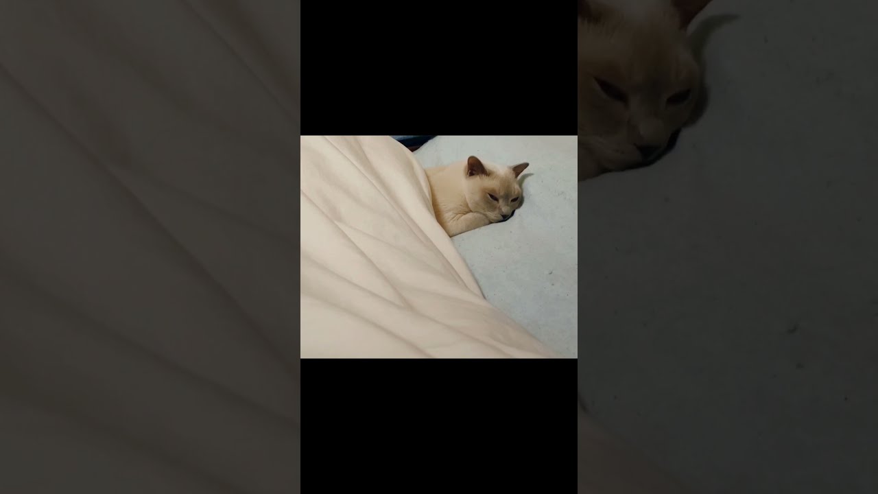 人間のベッドで眠るトラさん【トンキニーズ】#shorts