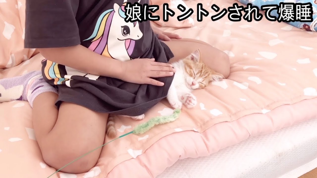 【子猫】娘にトントンされると安心して寝てしまう子猫！！
