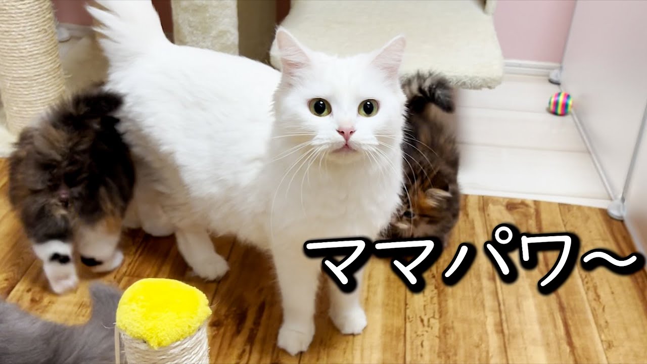 【マンチカンの子猫】母は偉大！ママがいると子猫達が集まってくる件 ∼猫のいる生活Vol.620∼ 出産動画 マンチカン短足・ミヌエット・ペルシャ猫専門ブリーダー『ペット蔵人』【子猫の成長記録】