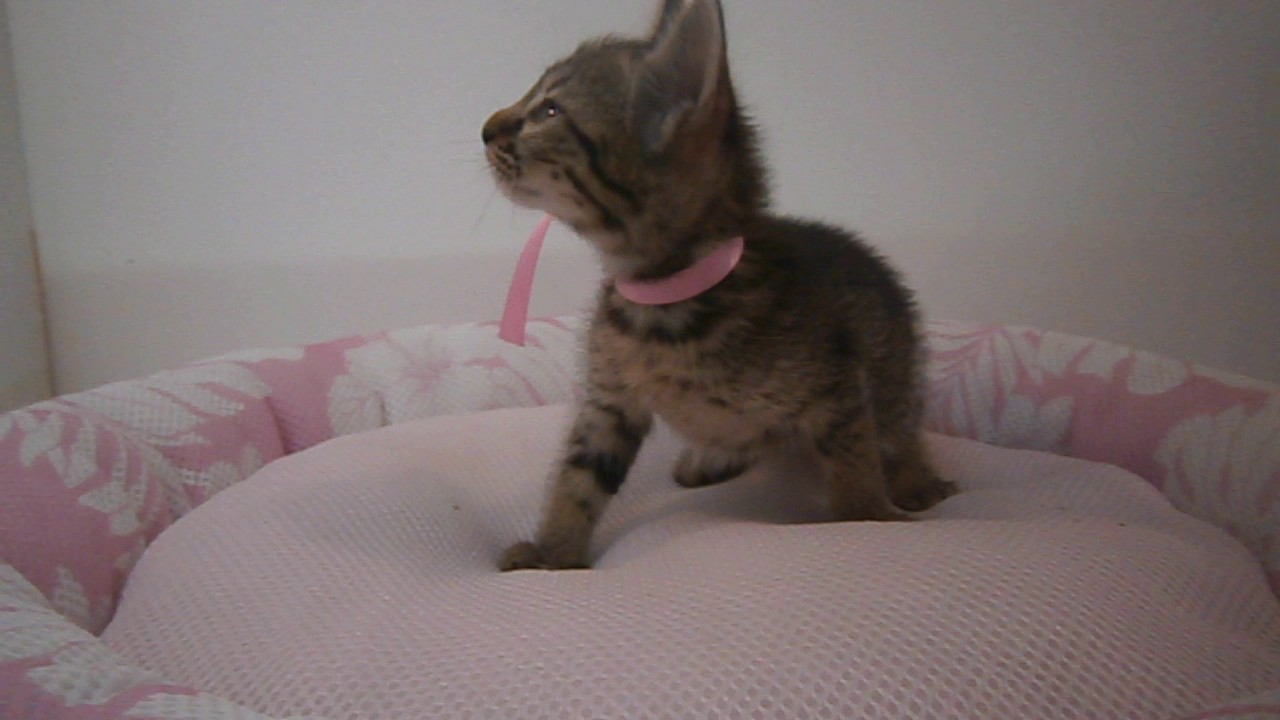 ペットショップCoo＆RIKU　オシキャット　312174