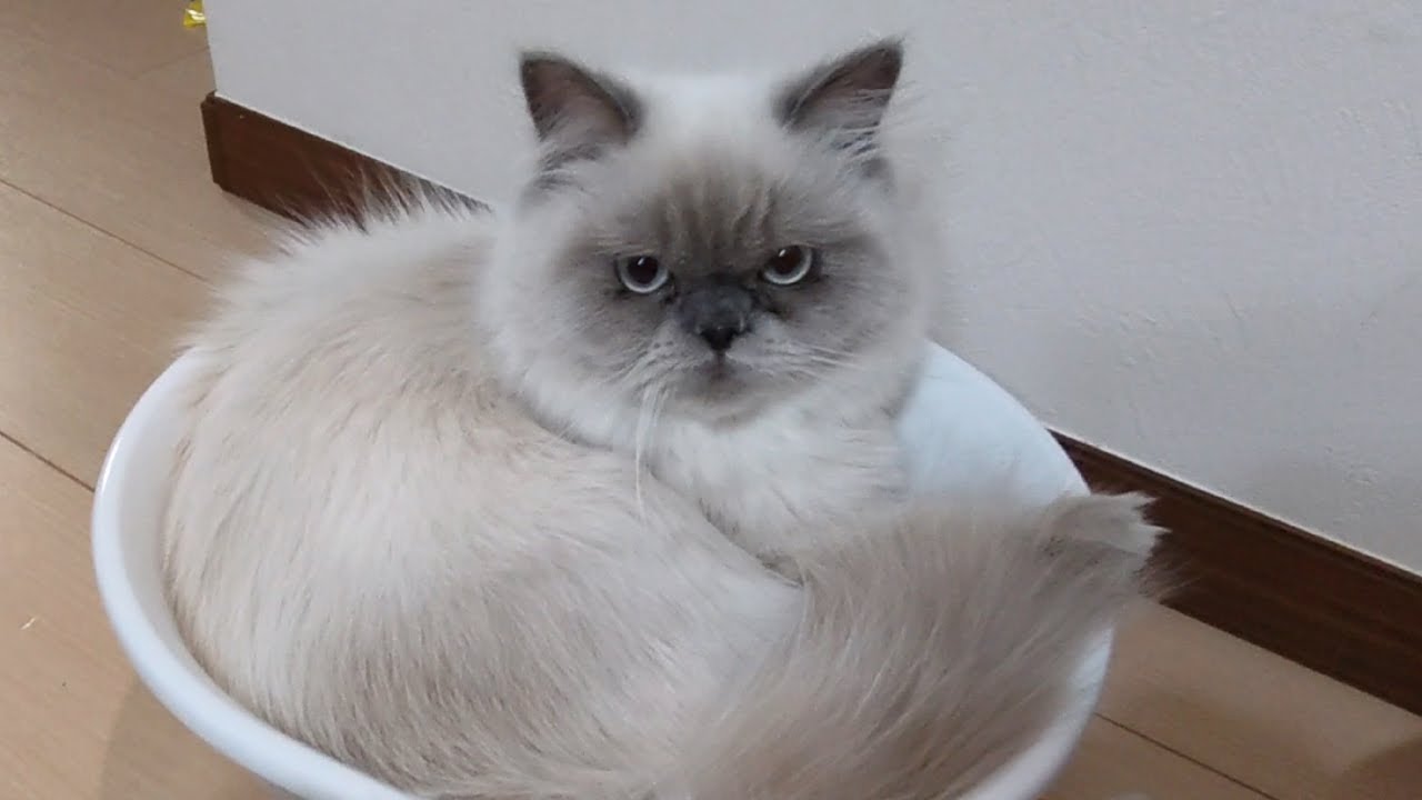とにかくかごがあればホイホイ入る猫たちです【ヒマラヤン猫】#96