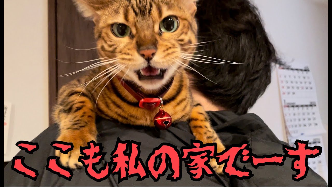 実家到着5秒でボス猫に就任するうちの女王猫