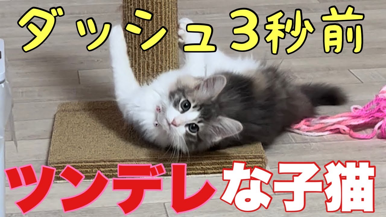 ツンデレが激しい子猫【ノルウェージャンフォレストキャット】