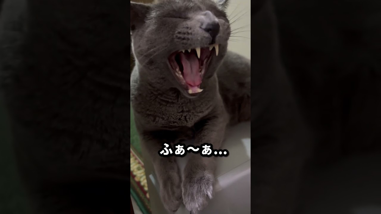 【ロシアンブルー】めろん明らかにサイズが...😂【猫】#shorts