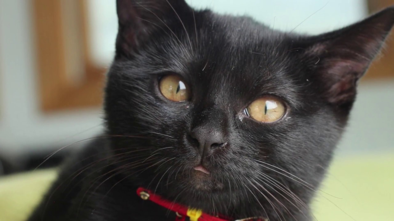 4匹黒猫ボンベイ家族の今日の1日 Four Black Cat Bombay Family Today's Day