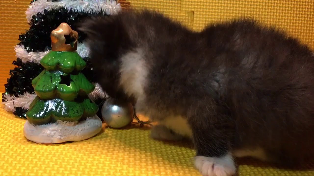 2017.11.16セルカークレックス
