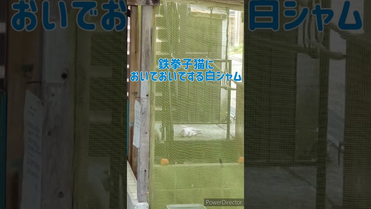 追悼!　白シャム　その5  #野良猫 #白猫 #シャムミックス