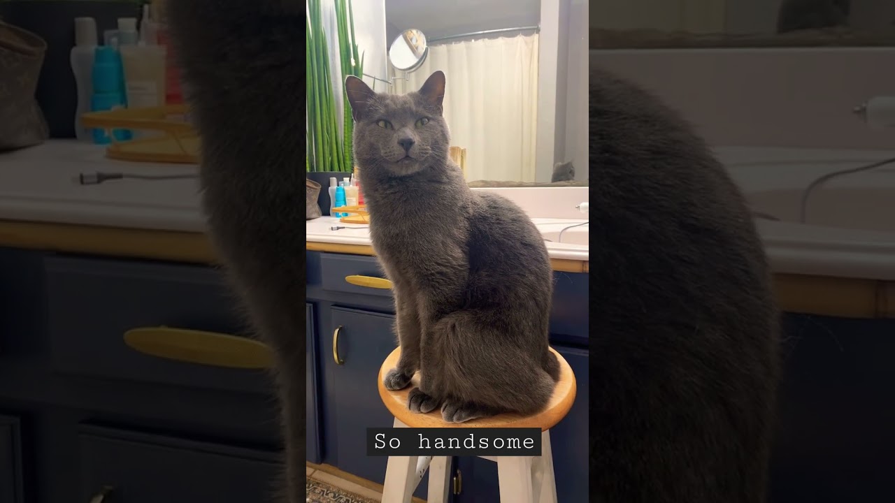 Russian Blue Manx cat no tail To