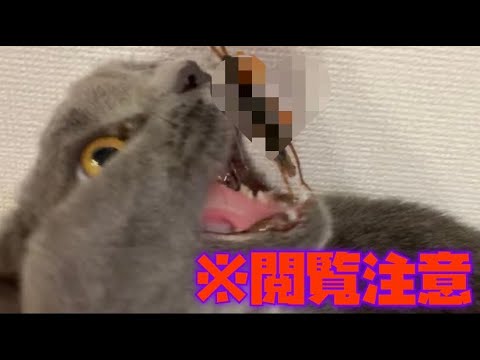 【シャルトリュー】猫 VS ゴキブリ