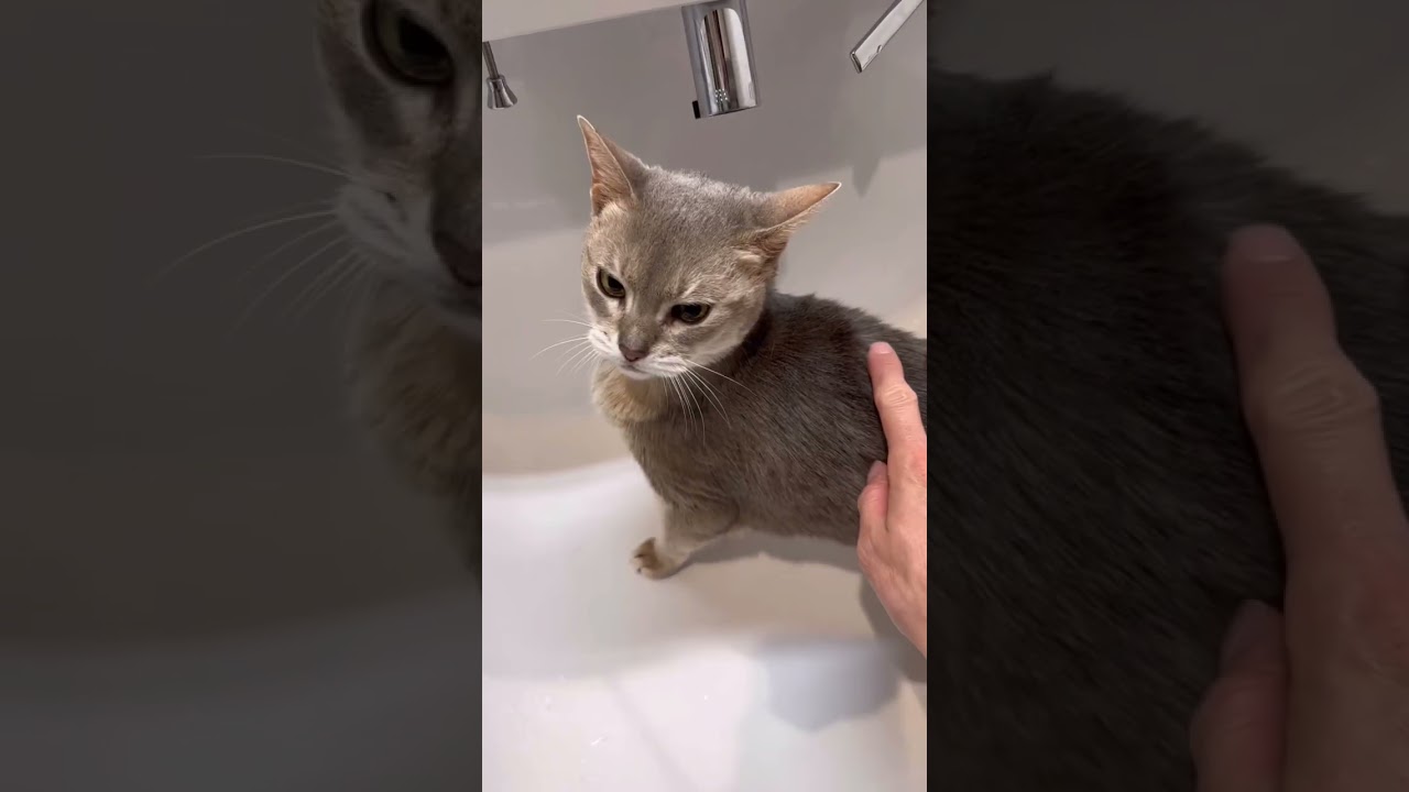 衝動を抑えきれず触ったら案の定怒られた