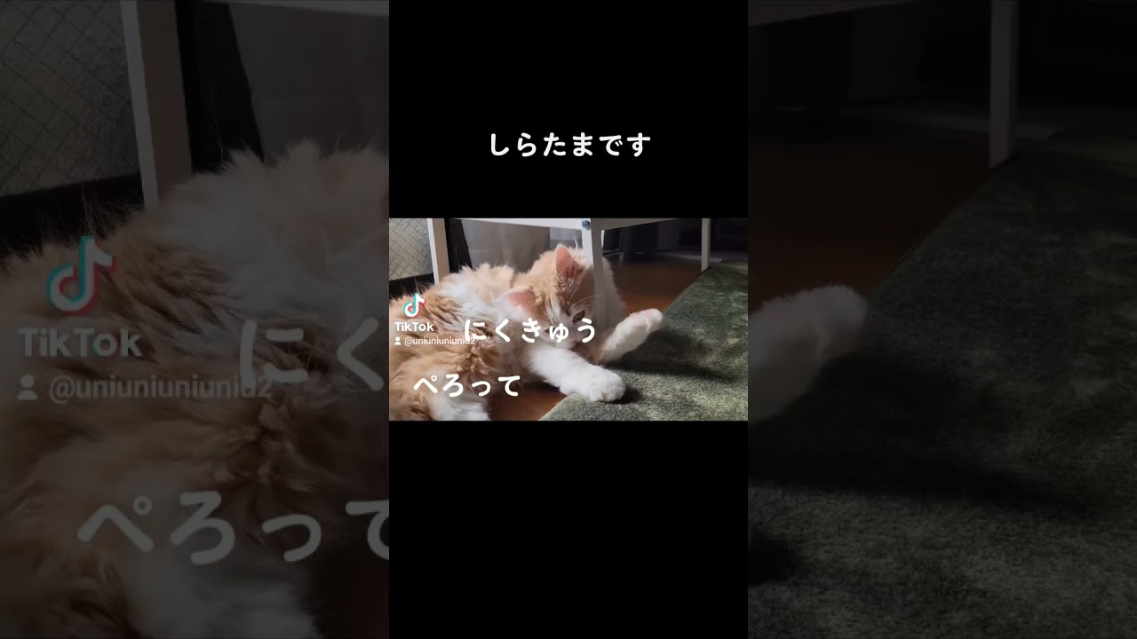 【子猫】見つめる猫#ラガマフィン #猫動画 #cat #子猫 #ブラウニー #shorts