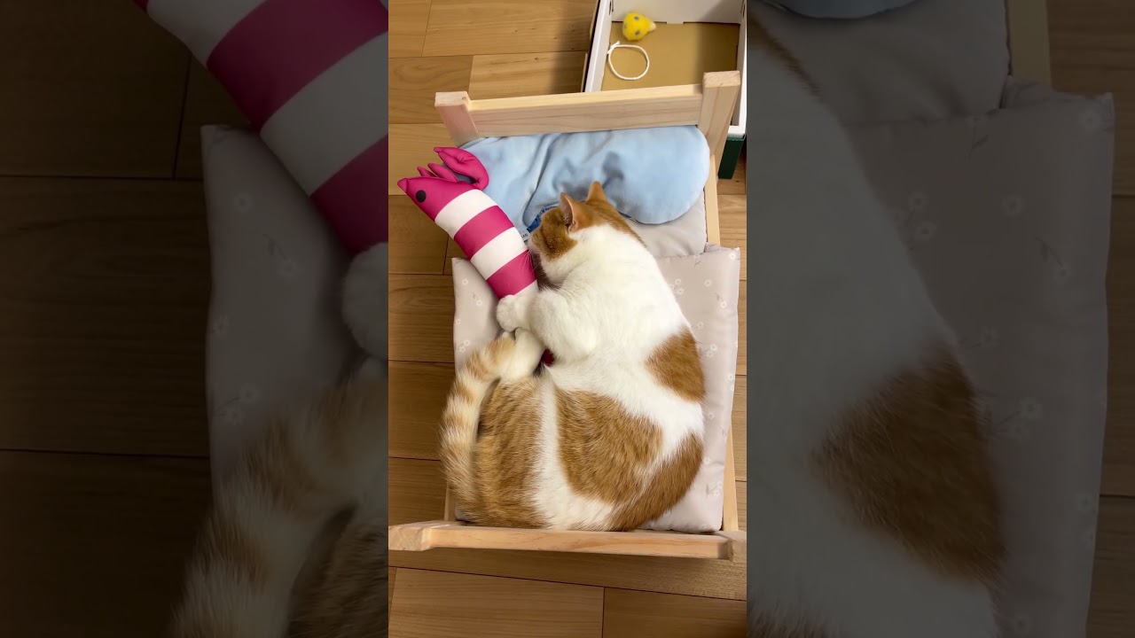 えびちゃんに求愛するねこ【短足マンチカン】#630