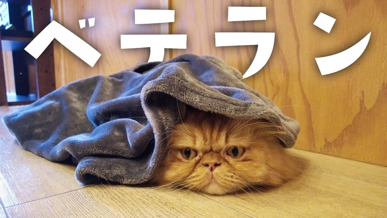パグみたいな顔のアメリカンカールの貫禄がこちらです【PUGGY】【プギー】【池袋西口店】