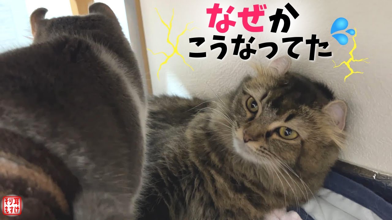ムラムラして出産後の妻に交尾を迫ったら夫婦仲が険悪になりました【奇跡のイクメン猫】