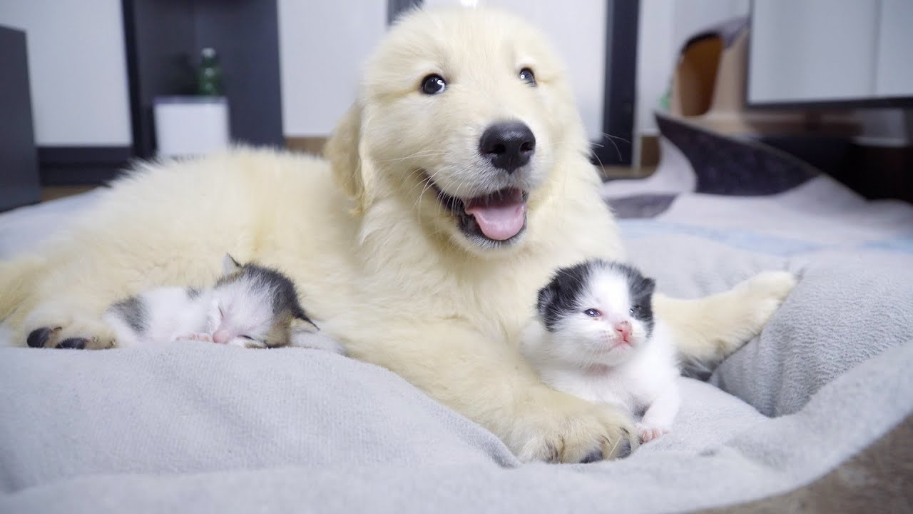 初めて子猫を見たゴールデンレトリバー子犬の反応が可愛すぎた・かわいい渋滞