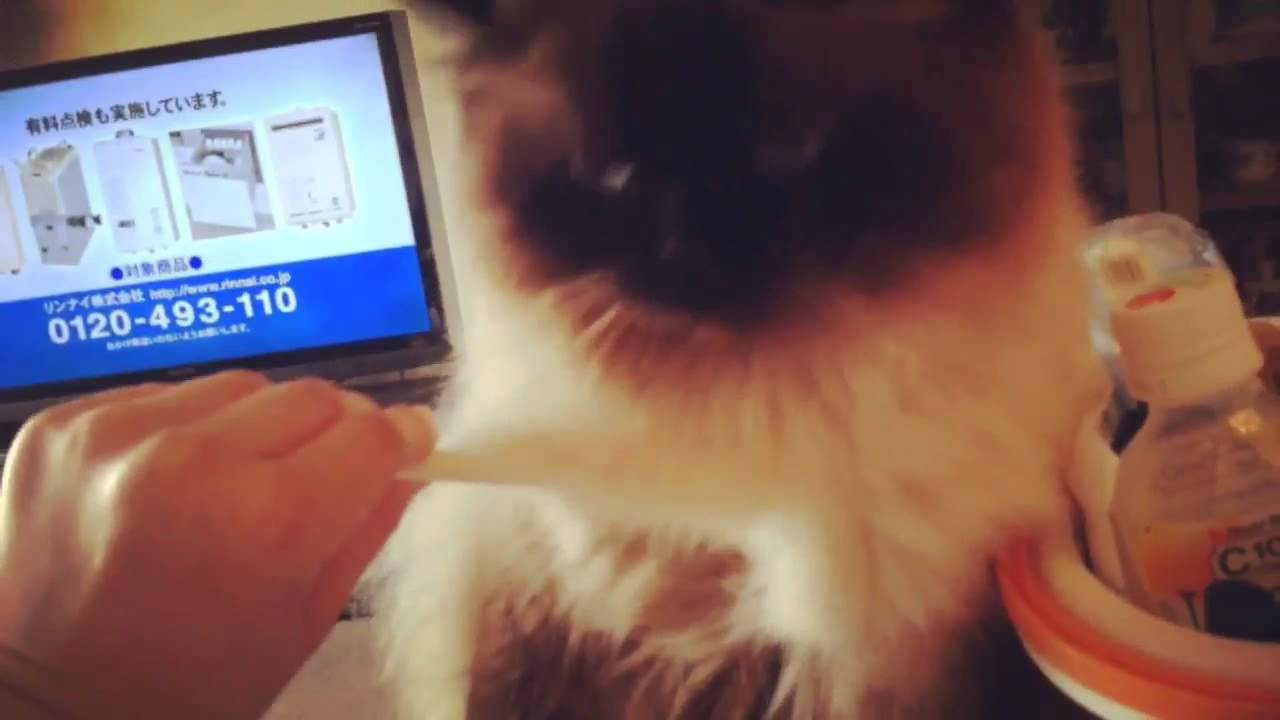 ヒマラヤンのマナちゃん