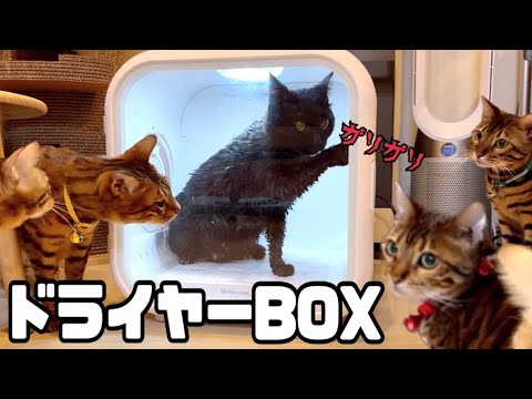 【ドライヤーBOX】脱出を試みる黒猫とそれを見守るファミリー