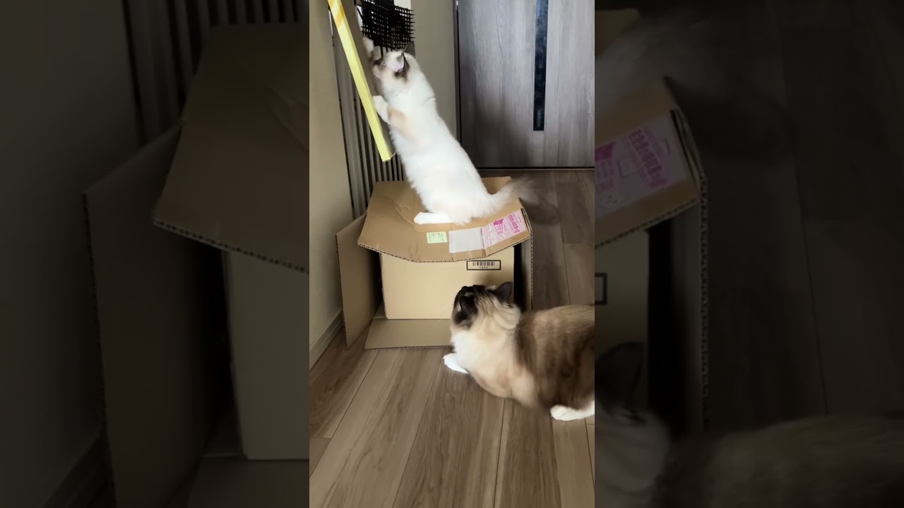 アライグマに似ているたぬきみたいなラグドールの猫達が戯れあっている #ragdoll #ラグドール #ラグドール子猫 #ねこ #kitten #こねこ #たぬき#アライグマ #ねこのいる生活