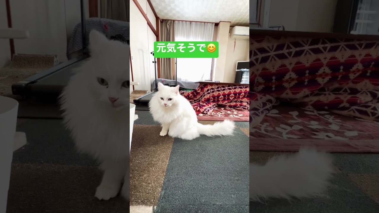 姫さまはきょうもお元気で