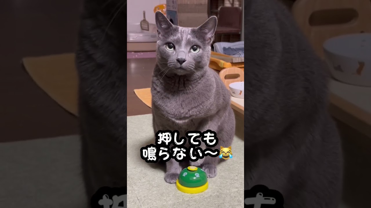 【ロシアンブルー】めろんベル押します🛎じれったいです😅【猫】#shorts