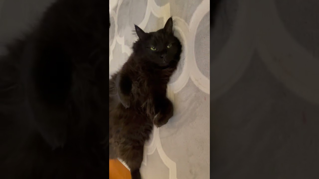 【床に猫が落ちてました】